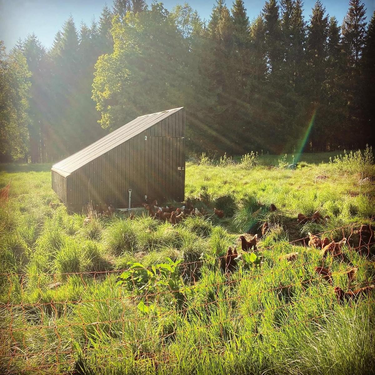 Grönbetesägg