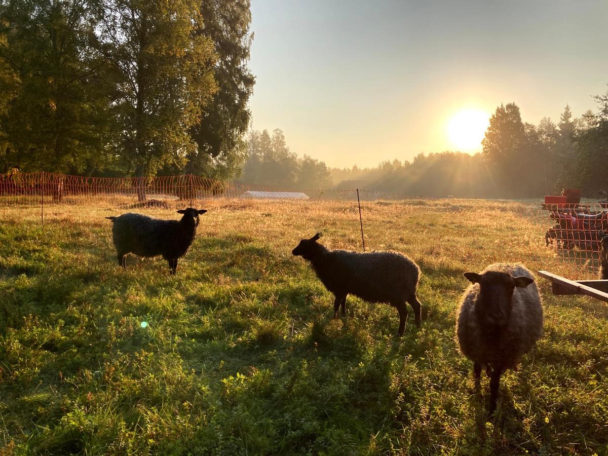 Grönbetande Får